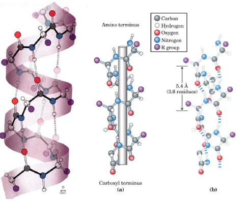 Structure Of Proteins Biomolecules Jee Neet Class 12th - Vrogue