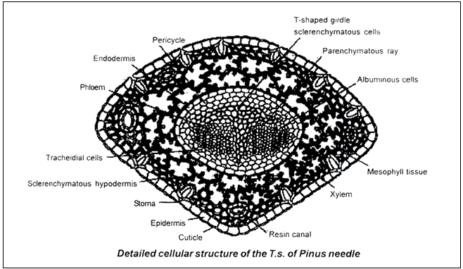 Doc: Pinus NEET Notes | EduRev