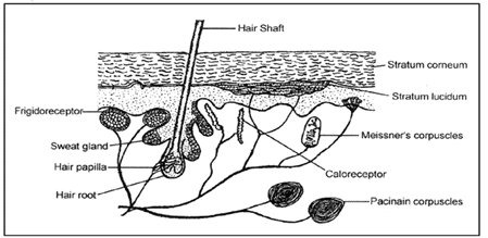 Receptors and Human Eye NEET Notes | EduRev