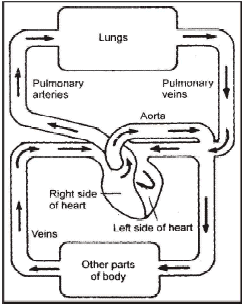 Blood Pressure and Lymphatic System Class 10 Notes | EduRev