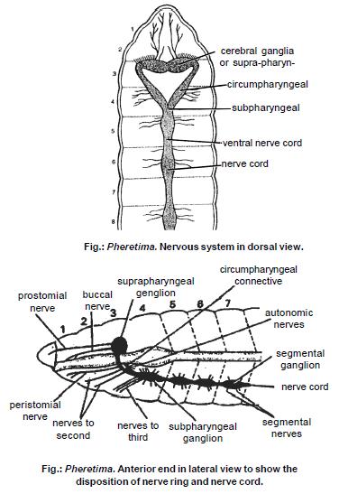 Earthworm, Chapter Notes, Class 11, Biology | EduRev Notes