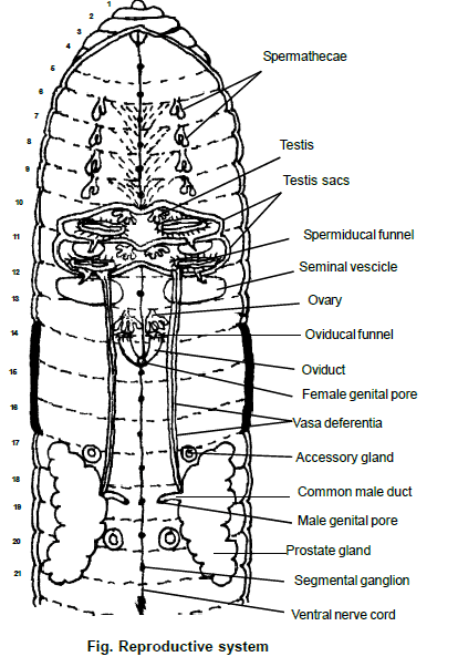 Earthworm, Chapter Notes, Class 11, Biology | EduRev Notes