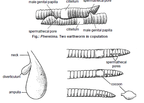Earthworm Chapter Notes Class 11 Biology Edurev Notes 