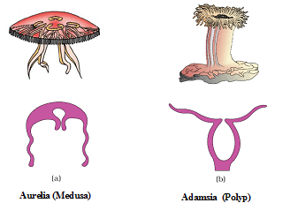 Coelenterata NEET Notes | EduRev