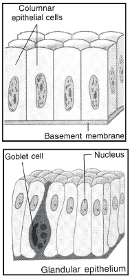 Animal Tissues Class 9 Notes | EduRev