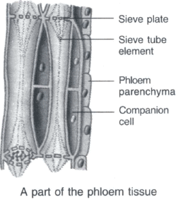 Transportation in Plants - Notes | Study Science Class 10 - Class 10