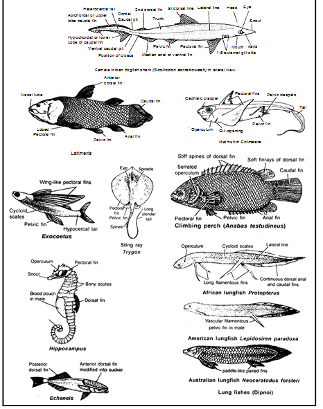 Doc: Pisces - Characteristics, Example, Classification NEET Notes | EduRev