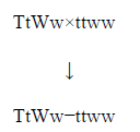 NCERT Solutions - Heredity and Evolution Class 10 Notes | EduRev
