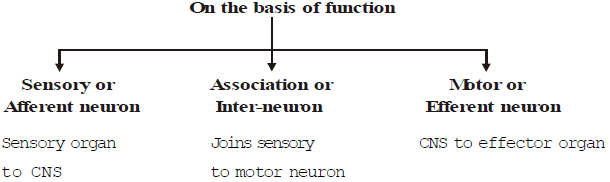 Nervous Coordination In Animals Class 10 Notes | EduRev