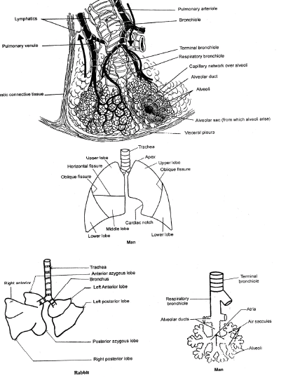 Respiratory System, Chapter Notes, Class 11, Biology Class 11 Notes ...