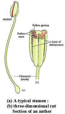 Sexual Reproduction in Flowering Plants, Chapter Notes, Class 12 ...