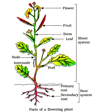 Morphology Of Flowering Plants, Chapter Notes, Class 11, Biology Class ...