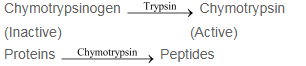 NCERT Solutions - Digestion and Absorption NEET Notes | EduRev