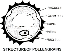 Sexual Reproduction in Flowering Plants, Chapter Notes, Class 12 ...