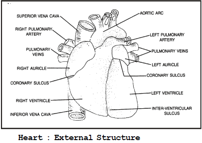 Circulatory System and The Human Heart Class 10 Notes | EduRev