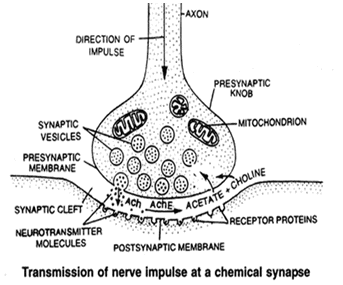 Nervous System, Chapter Notes, Class 11, Biology Class 11 Notes | EduRev