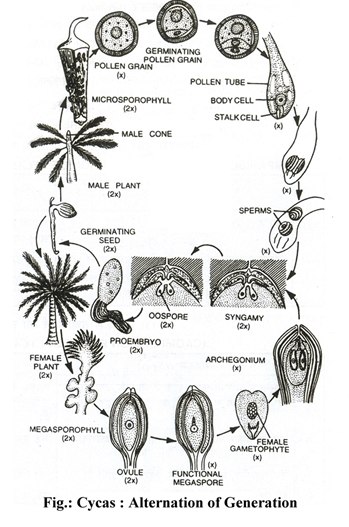 Doc: Cycas Neet Notes 