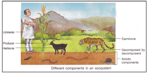 Ecosystem And Food Chain Class 10 Notes EduRev