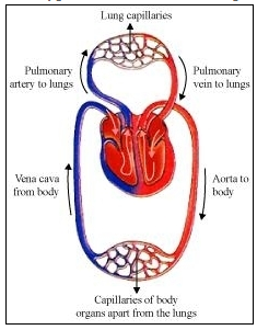 Diagram For Blood Circulation