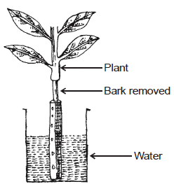 Ascent Of Sap, Chapter Notes, Class 11, Biology Class 11 Notes | EduRev