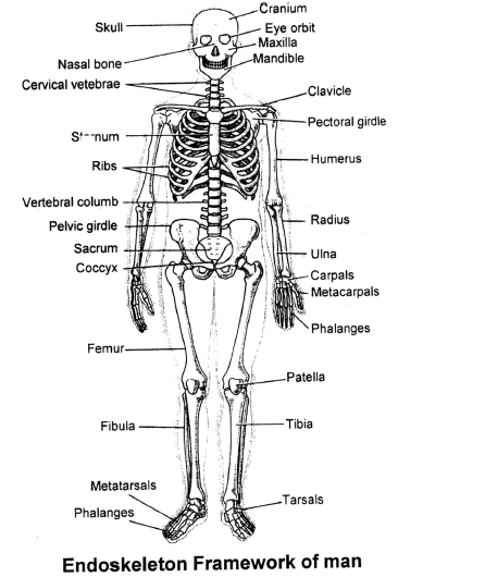 206 Bones Of The Body Diagram Pdf - Diagram Media