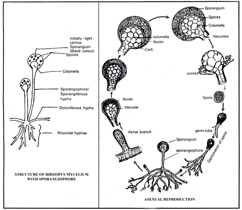 Mucor & Rhizopus NEET Notes | EduRev