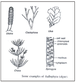 Detailed Chapter Notes - Diversity in living organisms ... diagram of chlorella algae 