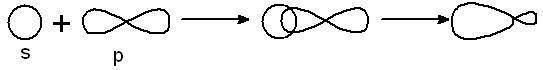NEET Notes | EduRev