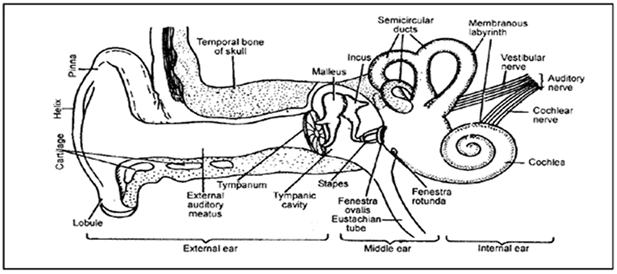 Tongue and Ear NEET Notes | EduRev