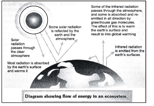 Ecosystem And Food Chain Class 10 Notes EduRev