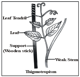 Coordination In Plants Class 10 Notes 