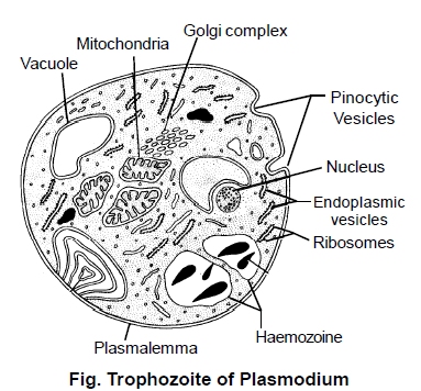 Plasmodium, Chapter Notes, Class 11, Biology Class 11 Notes | EduRev