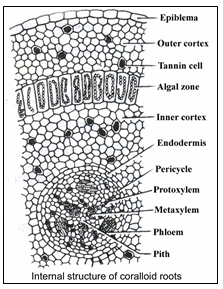 Doc: Cycas NEET Notes | EduRev