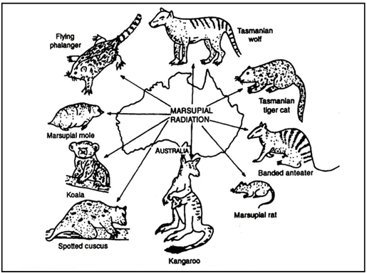 Evidence of Evolution & Adaptive Radiation - Notes | Study Biology ...