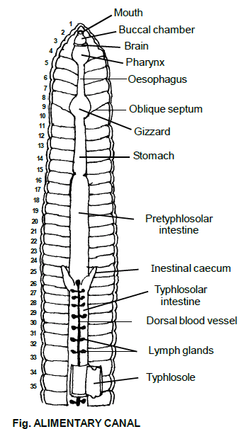 Anatomy Of Earthworm Class 11 Ppt - Human Anatomy