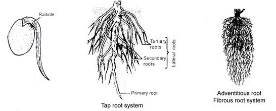 Morphology Of Flowering Plants, Chapter Notes, Class 11, Biology Class ...