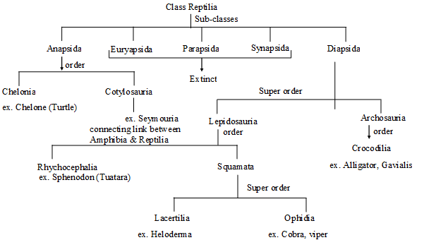 Important Chapter Notes - Animal Diversity - II,Class - 11,Biology ...