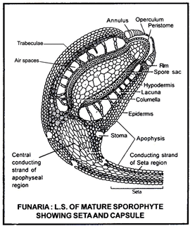 Doc: Funaria NEET Notes | EduRev