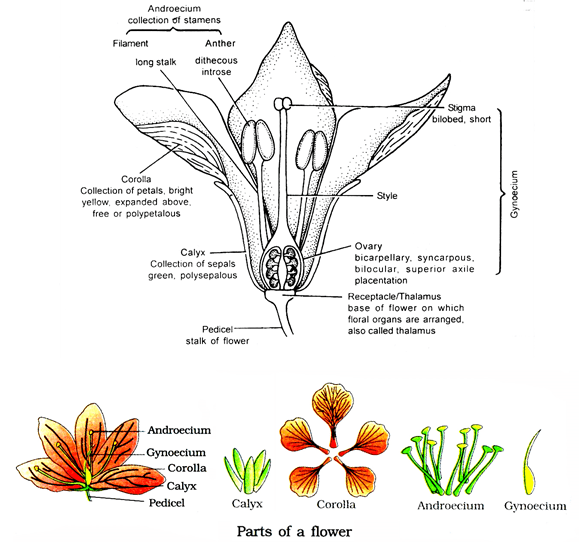 Morphology Of Flowering Plants, Chapter Notes, Class 11, Biology Class