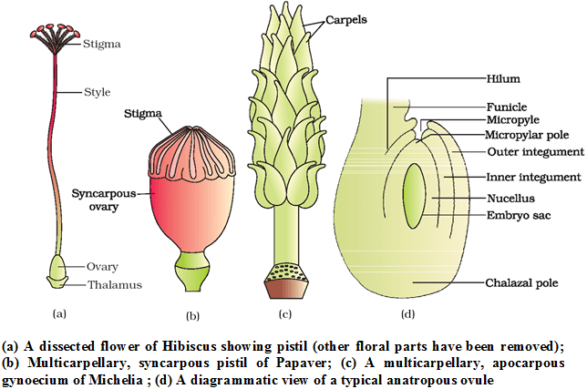 Sexual Reproduction in Flowering Plants, Chapter Notes, Class 12 ...