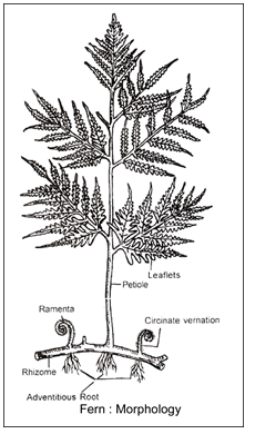 Doc: Pteridium NEET Notes | EduRev