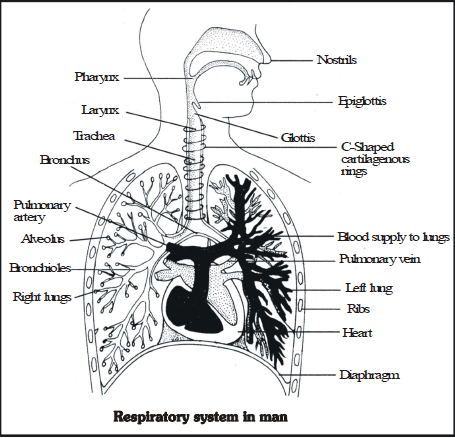 Respiration in Humans and Plants Class 10 Notes | EduRev