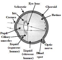 class 10 human eye assignment