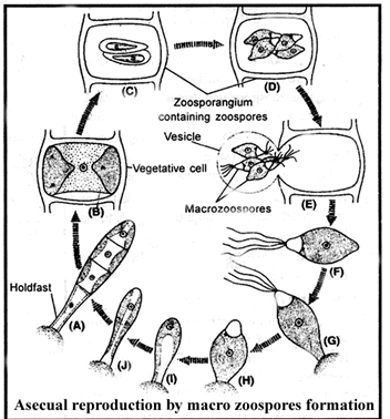 ulothrix life cycle