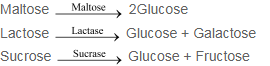 NCERT Solutions - Digestion and Absorption NEET Notes | EduRev