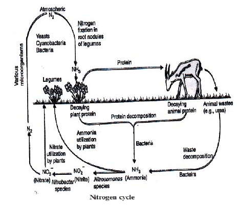 Nitrogen Cycle - Natural Resources, Class 9, Science Class 9 Notes | EduRev