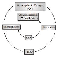 Application natural cycles