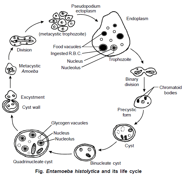 Entamoeba, Chapter Notes, Class 11, Biology Class 11 Notes | EduRev