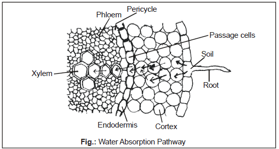 Water Relation - Transport in Plants, Class 11, Biology Class 11 Notes ...