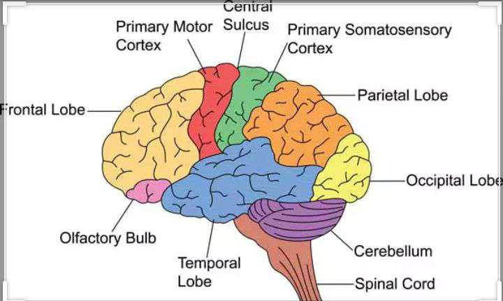 Our conductor:BRAIN Class 10 Notes | EduRev